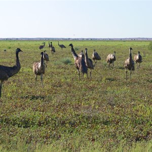 Emus feeding on Nardoo near Boulia, Qld.