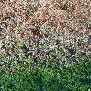 Silvery grey Marsilea growing near bright green clover