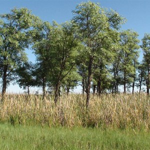 Dragon trees in a natural soak area