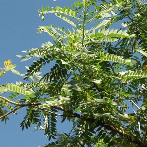 Leaf structure of Dragon Tree