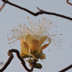 Boab Flower