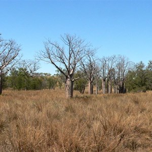 Group of Boabs, Gibb River Rd, WA