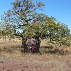 Boab near Mornington, Gibb River Rd, WA