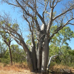 Multi-stemmed boab, Gregory NP, NT