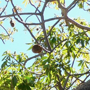 Leaves and seed pods