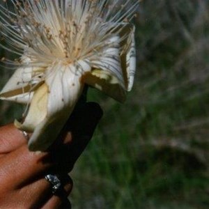 Boab Flower - photo by Brian B.