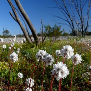 Pompom head daisies east of Maralinga 2013