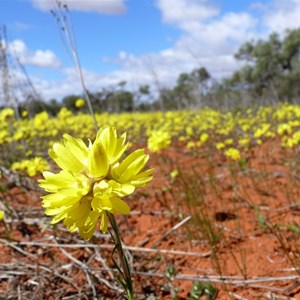 Cephalipterum drummondii near Denham WA, 2009