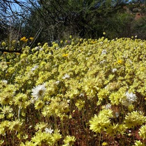 Pompom daisy