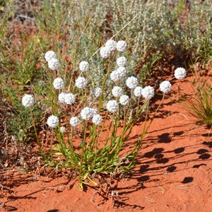 Cephalipterum  drummondii 