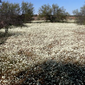 Rhodanthe chlorocephala