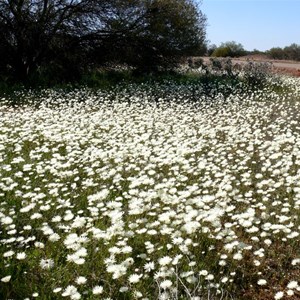 Rhodanthe chlorocephala