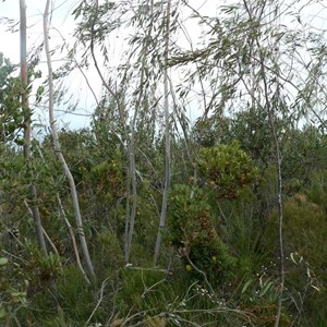 Eucalyptus sepulcralis