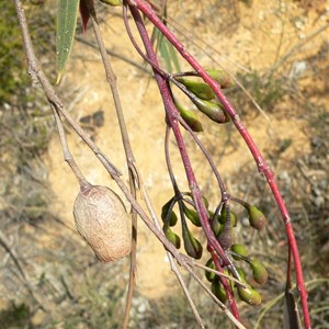 Eucalyptus sepulcralis