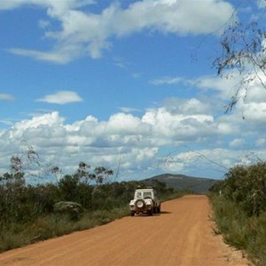 Eucalyptus sepulcralis