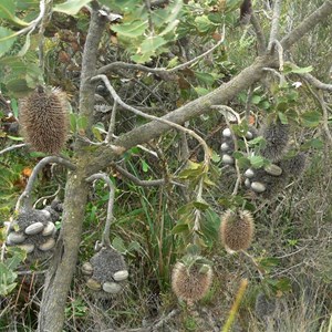 Banksia lemanniana