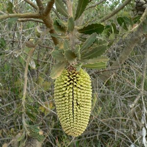 Banksia lemanniana