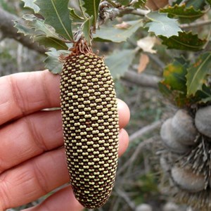 Banksia lemanniana, young flower spike