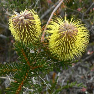Banksia pulchella with styles fully extended