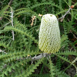 Banksia speciosa, Showy Banksia