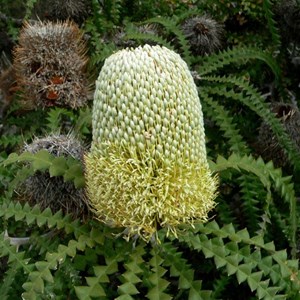 Banksia speciosa, Showy Banksia - flowers half open