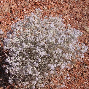 Ptilotus obovatus - Silver Tails