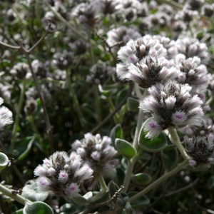 Ptilotus obovatus near Maralinga