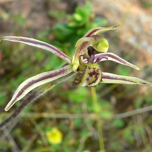 Dragon Orchid