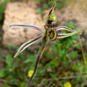 Dragon Orchid
