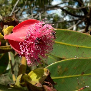 Eucalyptus tetraptera