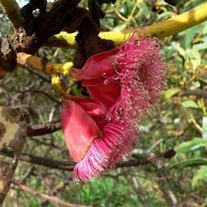 Eucalyptus tetraptera