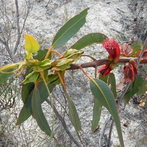 Eucalyptus tetraptera