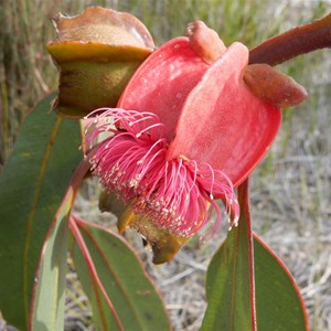 Eucalyptus tetraptera