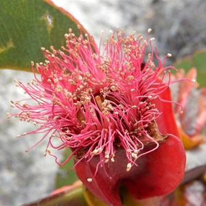 Eucalyptus tetraptera