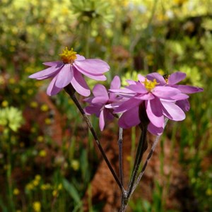 Schoenia cassiniana