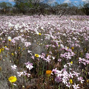 Massed display of Pink Cluster Everlastings near Mullewa