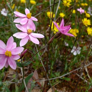 Pink Clusters Everlasting