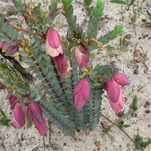 Qualap Bells, Pimelea physodes