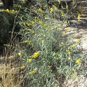 Crotalaria eramaea