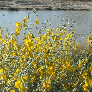 Crotalaria eremaea, Walkers Crossing