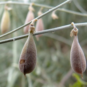 Crotalaria eremaea seedpods, Fort Grey NP NSW