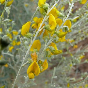 Crotalaria eremaea flowers, Fort Grey NP. NSW