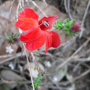 Lechenaultia formosa, Stirling Ranges NP. WA