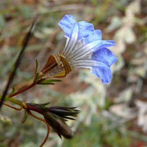 Claw Lechenaultia