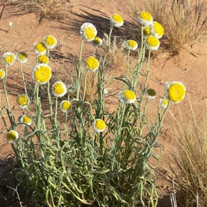 Poached Egg Daisy, Polycalymma stuartii