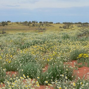 Poached egg daisies in massed display, Bollards lagoon