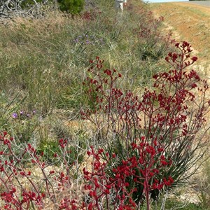 Red Kangaroo Paws line a roadside west of Esperance