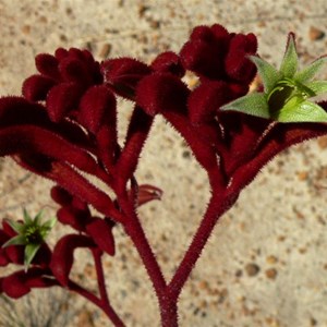 Re Kangaroo Paw