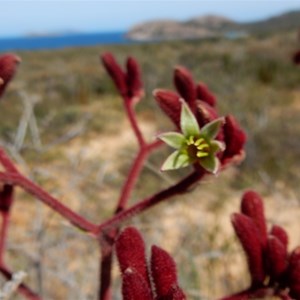 Red Kangaroo Paw - Anigozanthos rufus