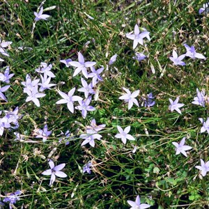 Tufted Bluebell